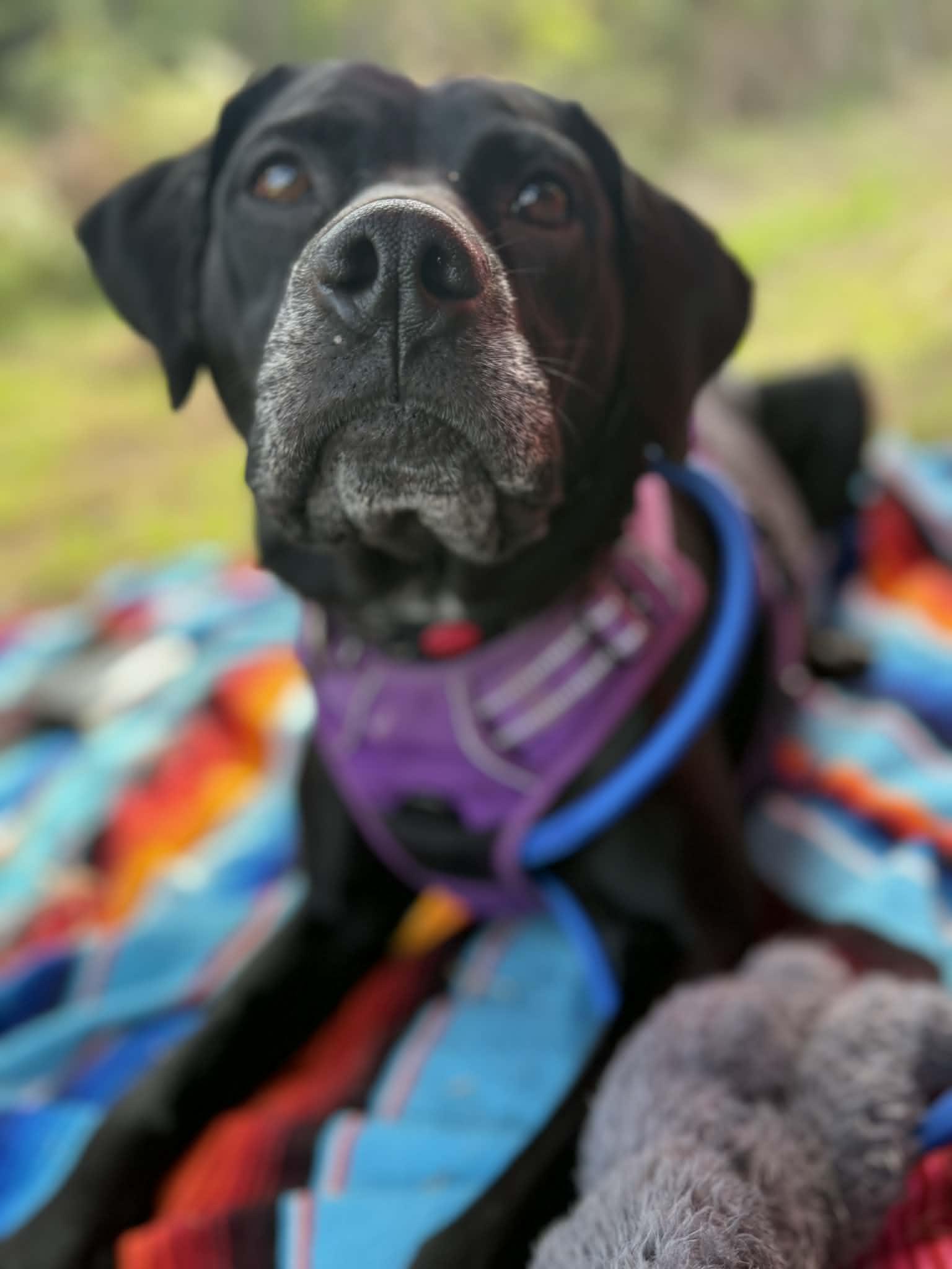 Black Betty, a ADOPTABLE mixed breed in MOUNTAIN VIEW, HI image 1/6