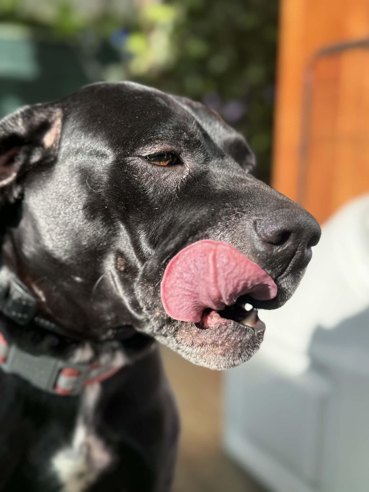Black Betty, a ADOPTABLE mixed breed in MOUNTAIN VIEW, HI image 6/6