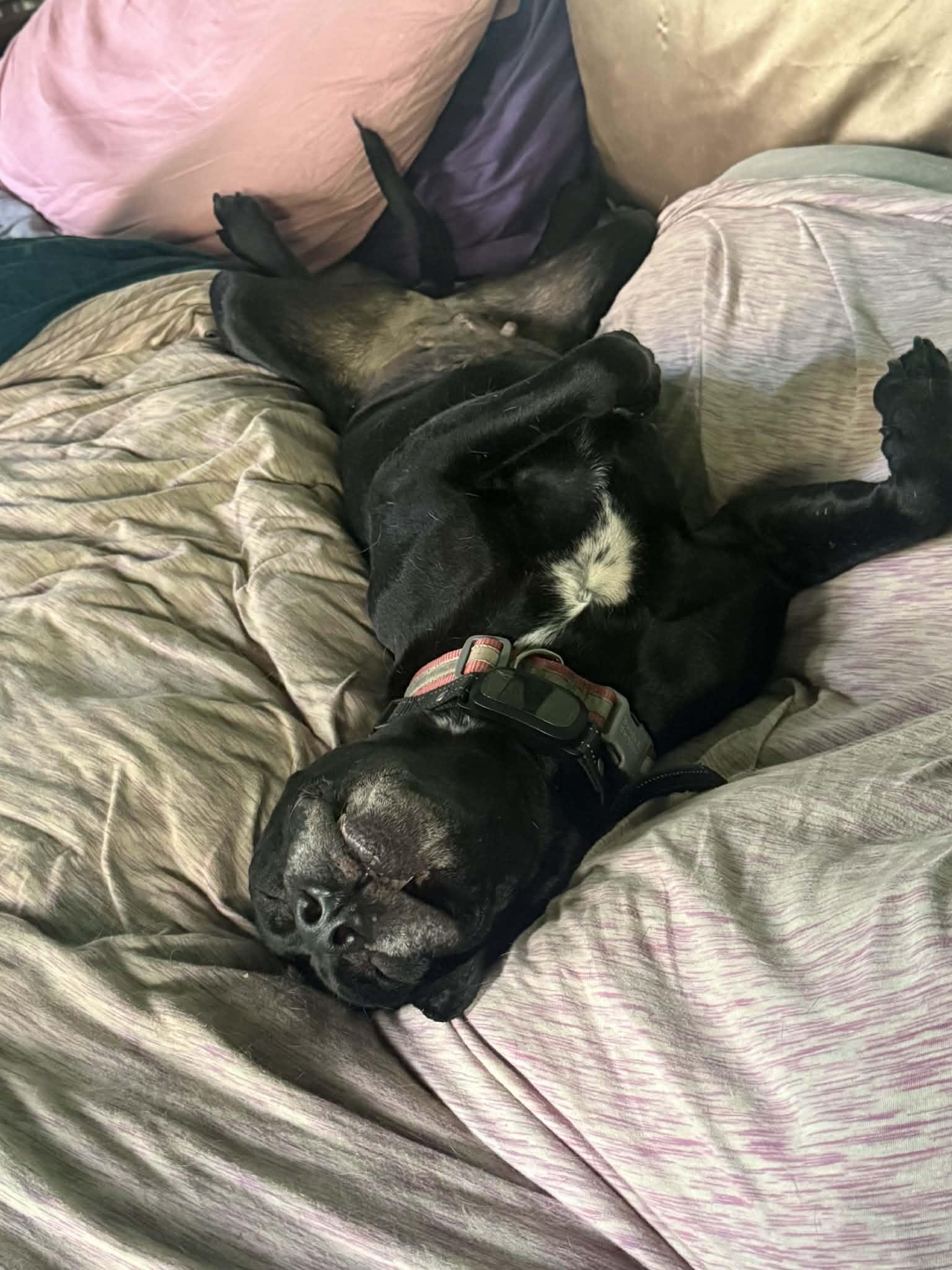 Black Betty, a Adoptable Mixed Breed in Mountain View, HI image 5/6