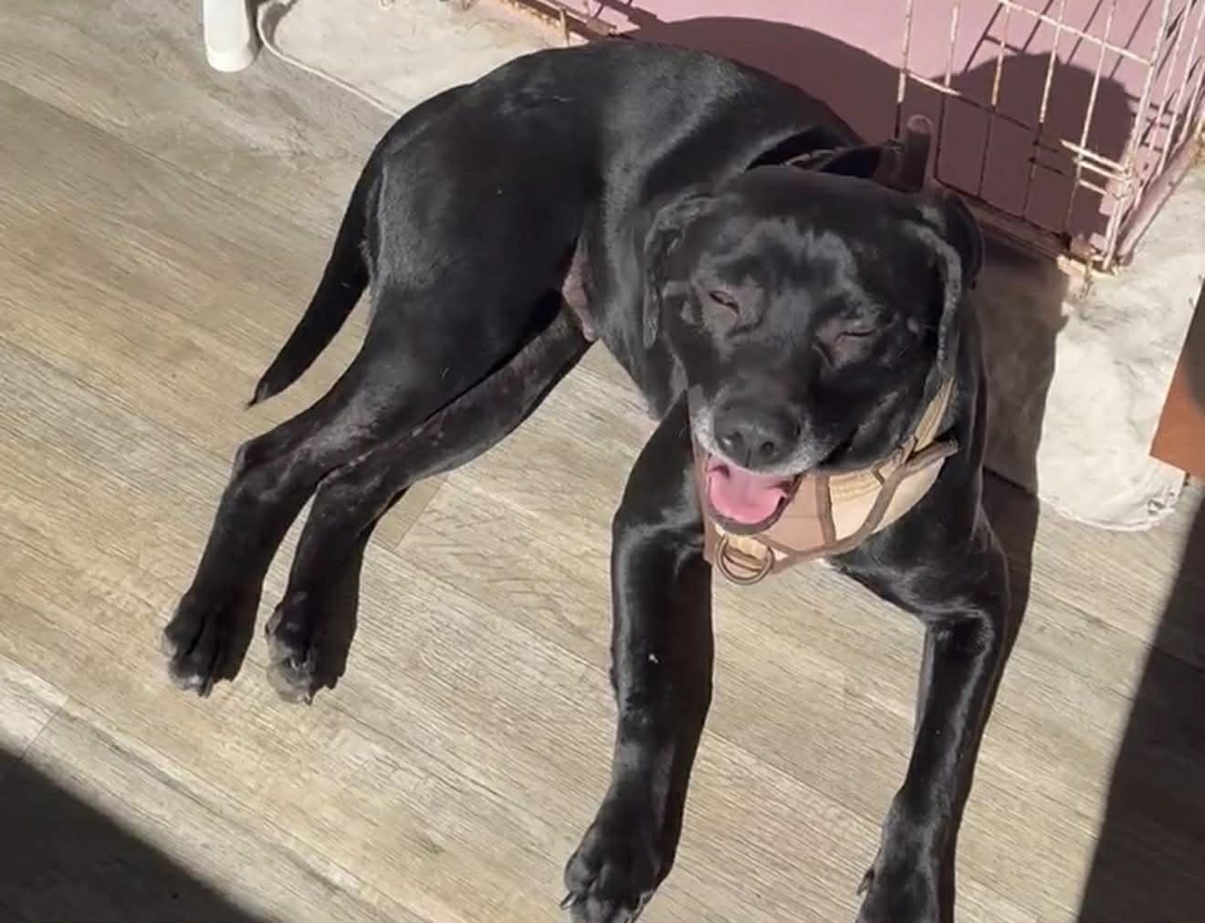 Black Betty, a ADOPTABLE mixed breed in MOUNTAIN VIEW, HI image 3/6