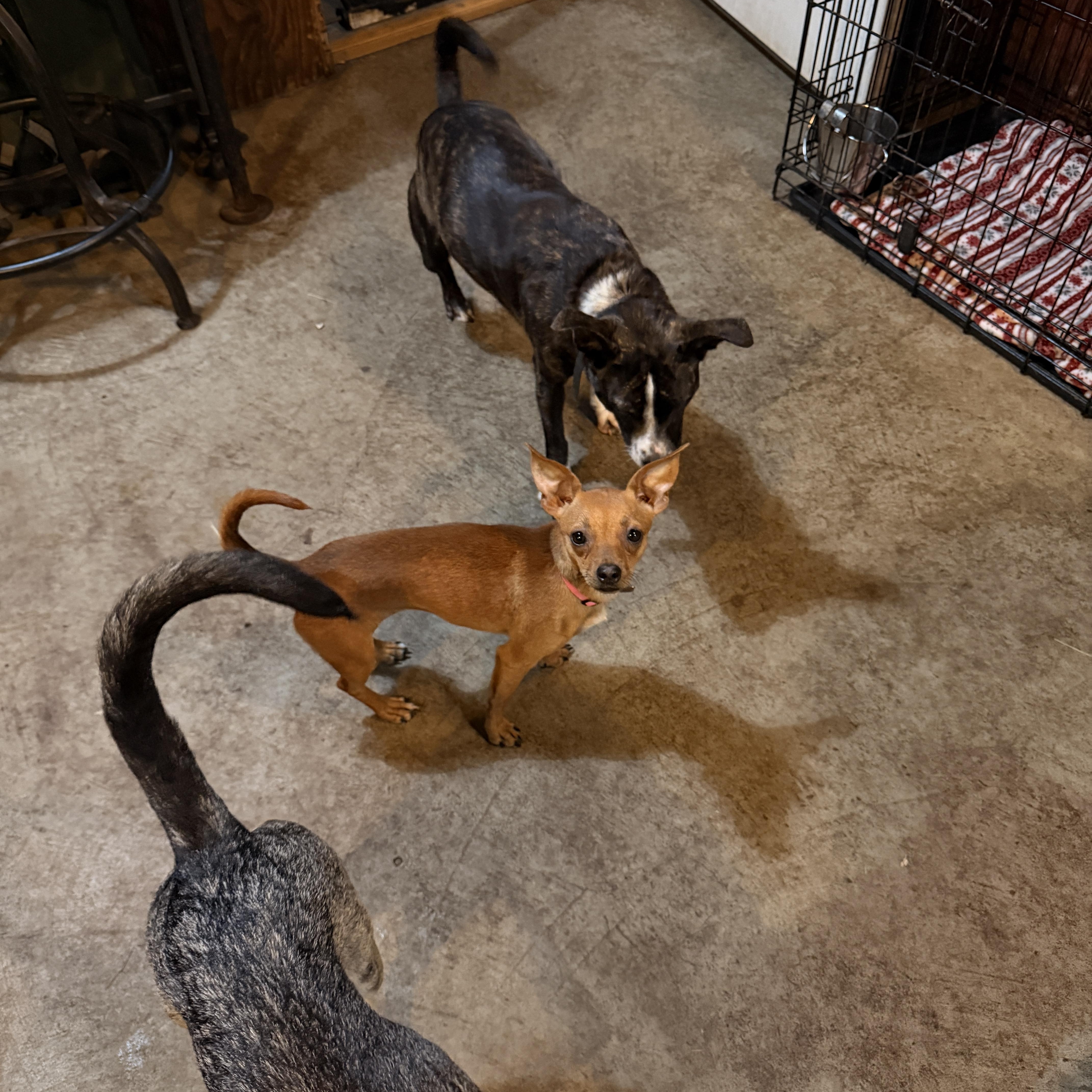 Enlarge Zoey, an adopted mixed breed in Albion, NY image 2/4