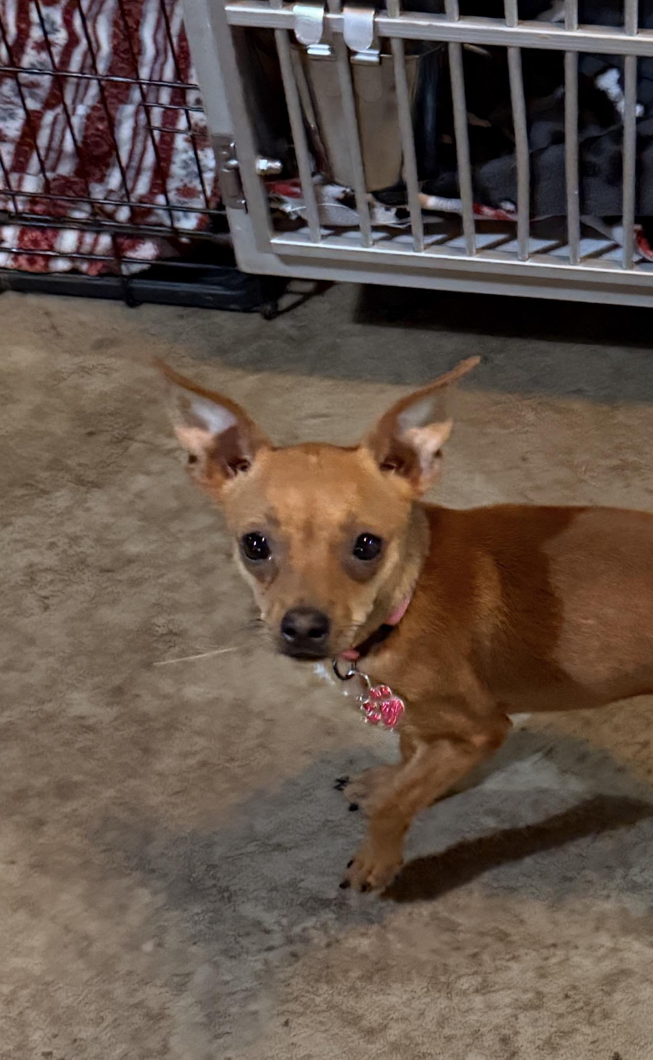 Enlarge Zoey, an adopted mixed breed in Albion, NY image 3/4