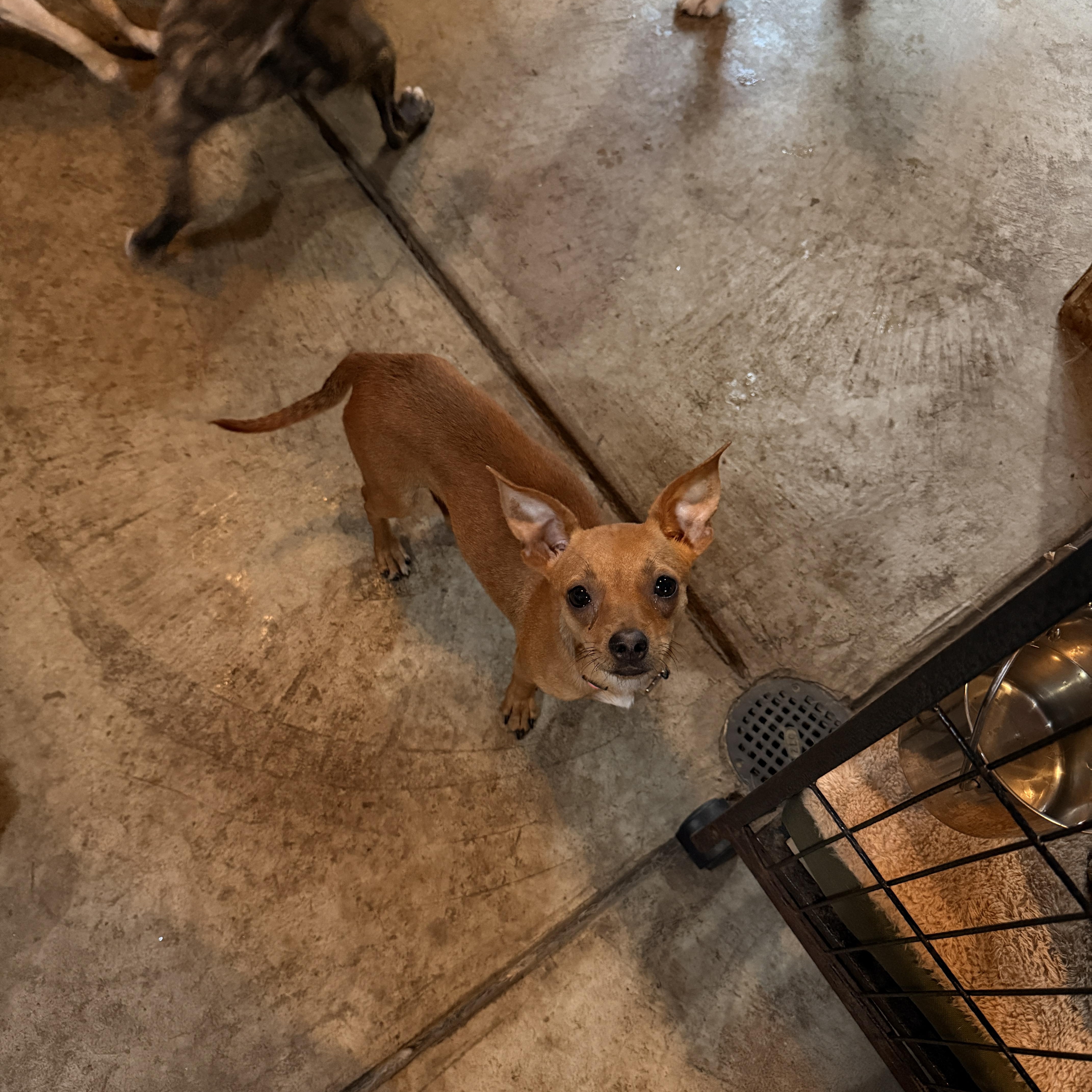 Enlarge Zoey, an adopted mixed breed in Albion, NY image 4/4