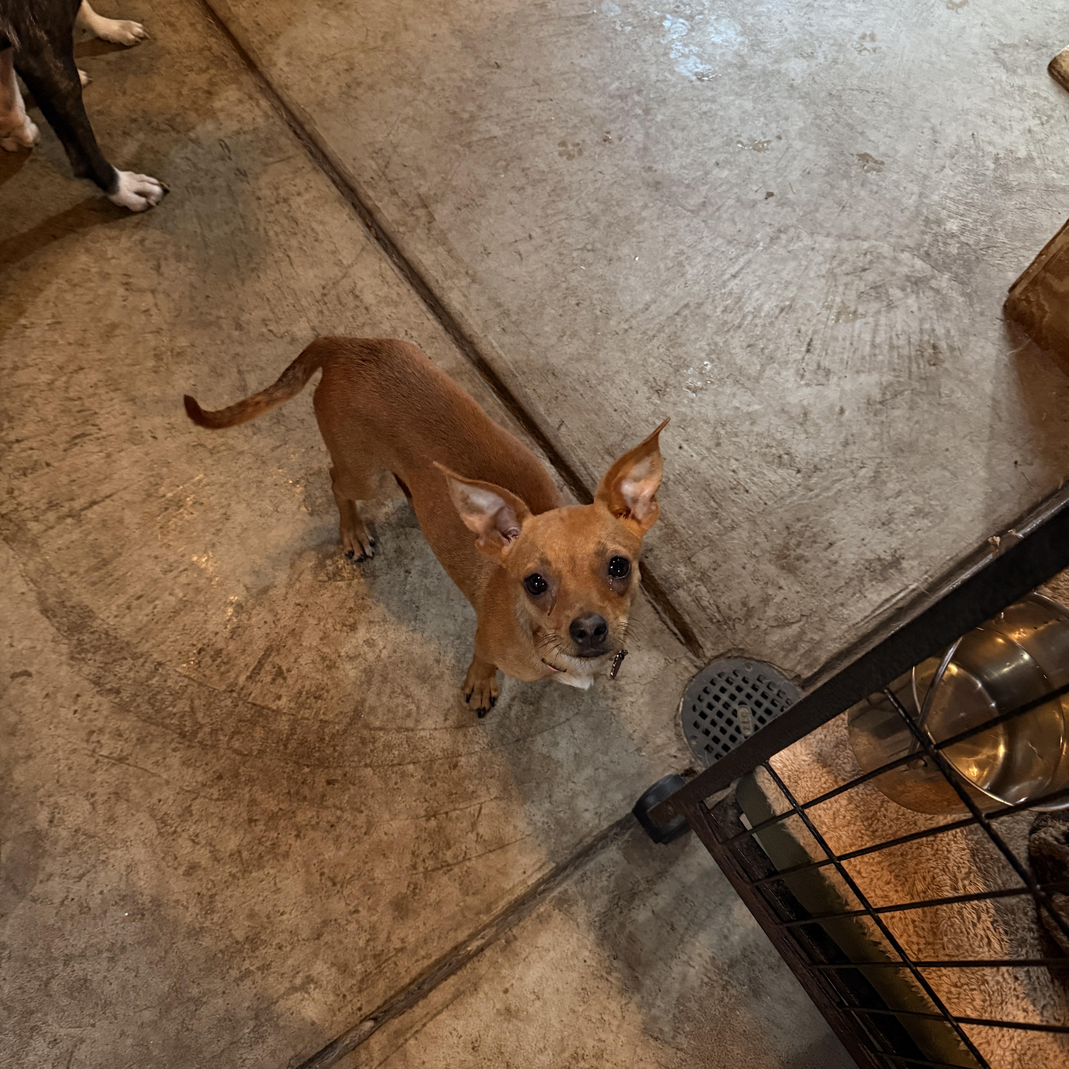 Zoey, adopted, Young Female Chihuahua & Miniature Pinscher.