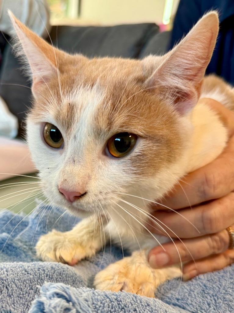 Perline, Adoptable, Young Female Domestic Short Hair.