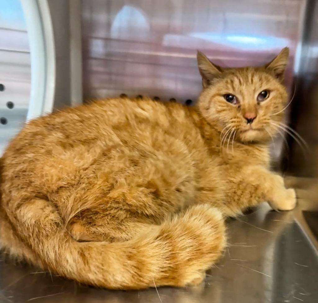 Mikey, Adoptable, Adult Male Domestic Short Hair.