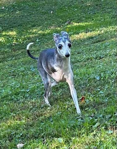 Enlarge Max, a Adopted Italian Greyhound in Edgewater, MD image 2/4