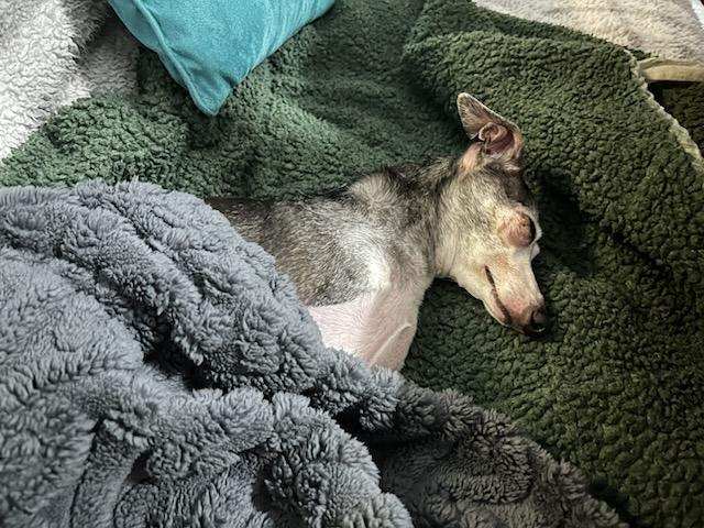 Enlarge Max, a Adopted Italian Greyhound in Edgewater, MD image 3/4