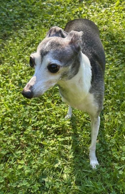 Enlarge Max, a Adopted Italian Greyhound in Edgewater, MD image 4/4