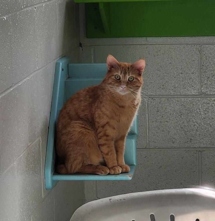 Hawkeye, Adoptable, Adult Male Domestic Short Hair.