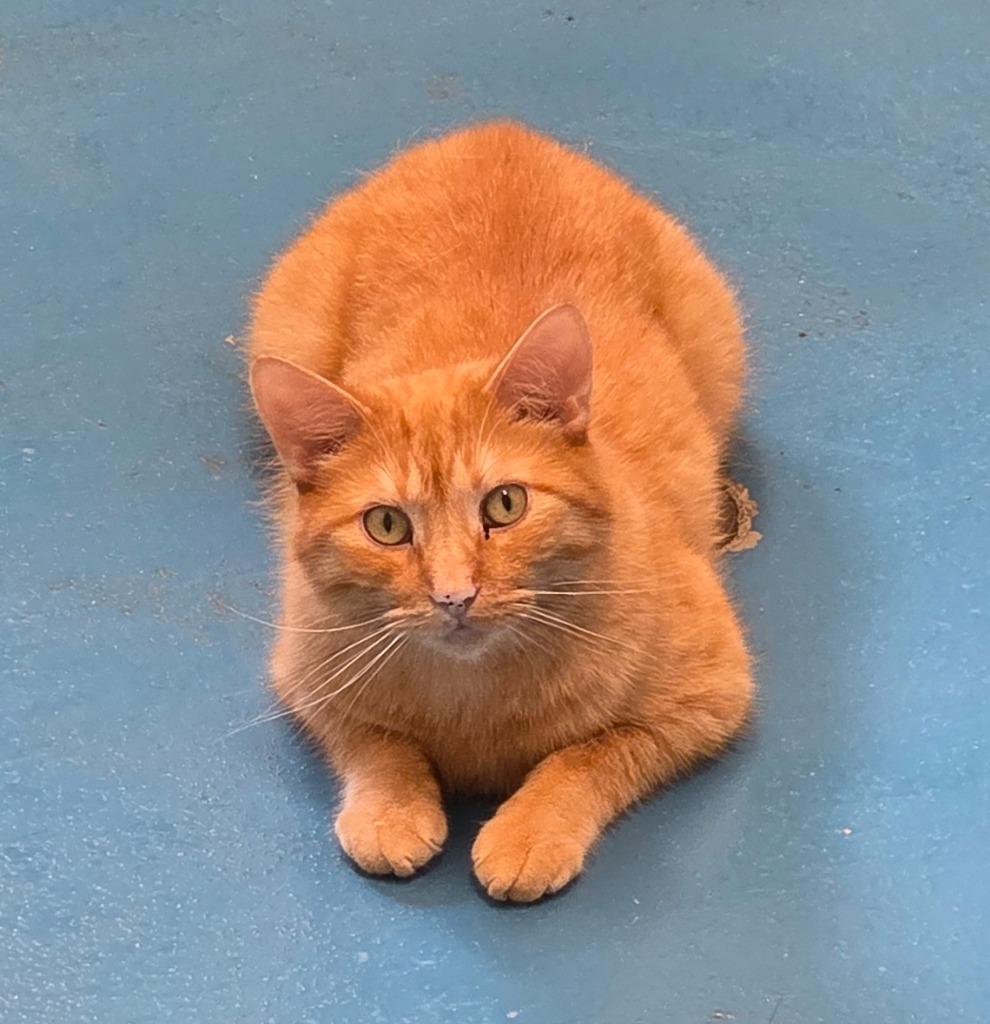 Hawkeye, a Adoptable mixed breed in Muskegon, MI image 1/6