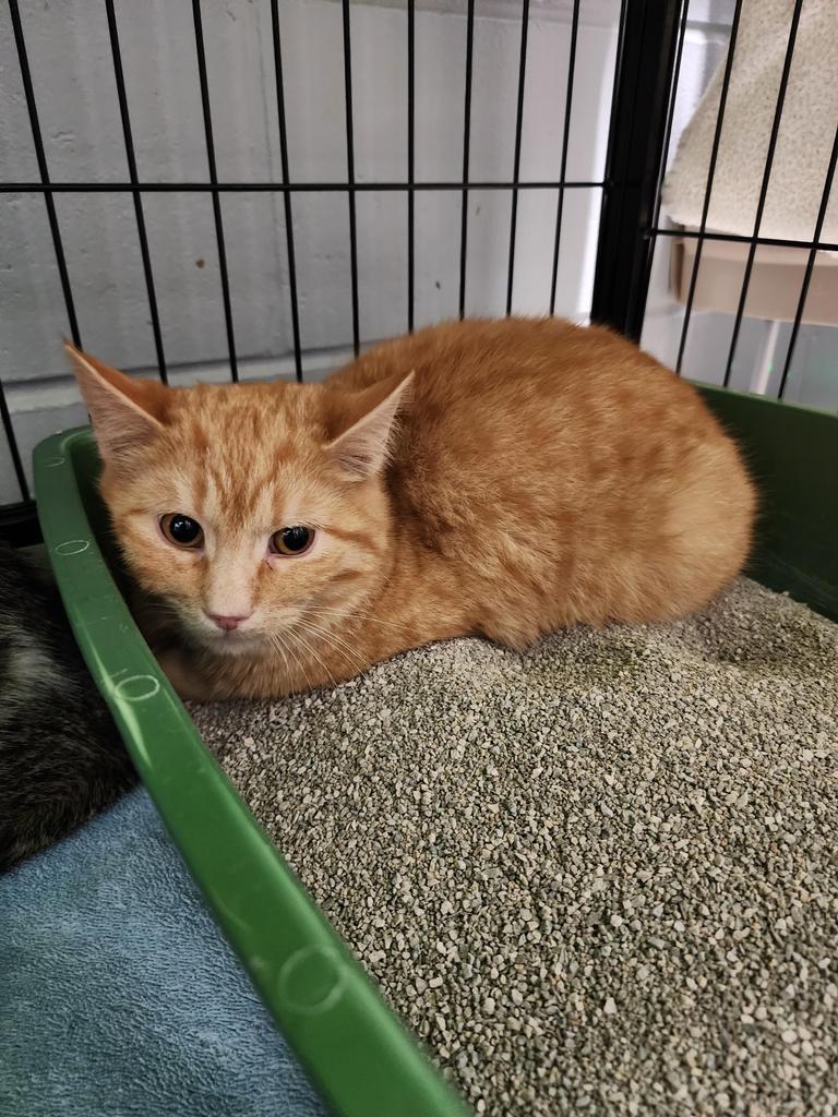 Hawkeye, a Adoptable mixed breed in Muskegon, MI image 4/6