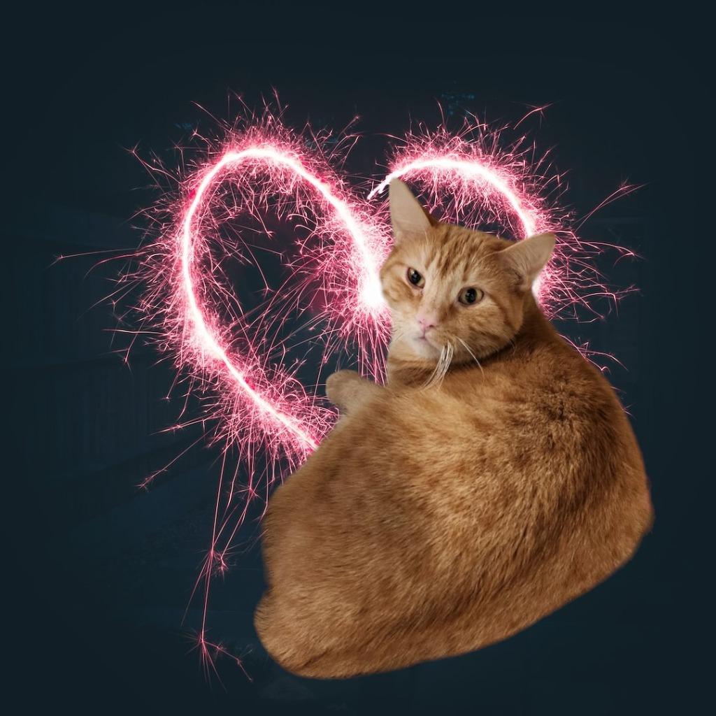 Hawkeye, a Adoptable mixed breed in Muskegon, MI image 5/6