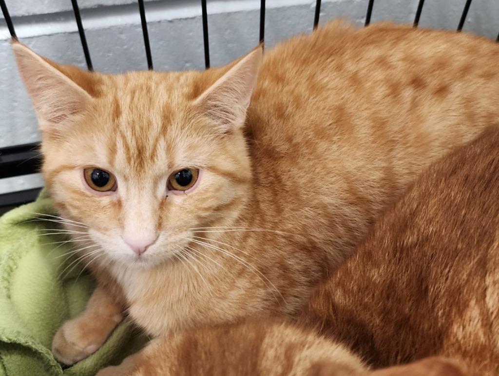 Hawkeye, a Adoptable mixed breed in Muskegon, MI image 6/6