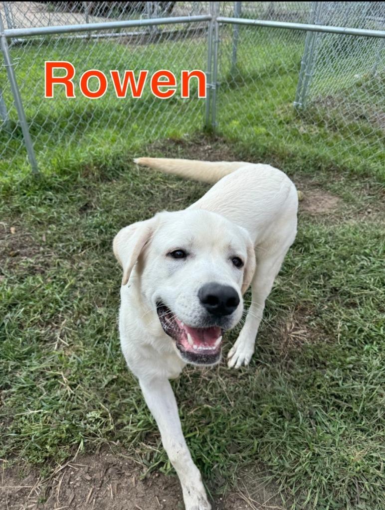 Enlarge ROWEN, a Adoptable mixed breed in Hastings, MI image 2/6