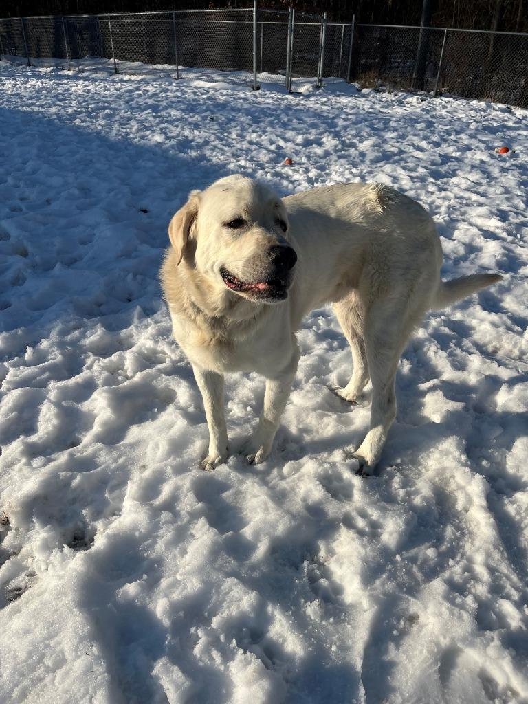 Enlarge ROWEN, a Adoptable mixed breed in Hastings, MI image 3/6