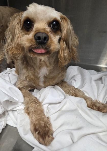 Enlarge Hannah, a Adoptable mixed breed in Malvern, PA image 1/2