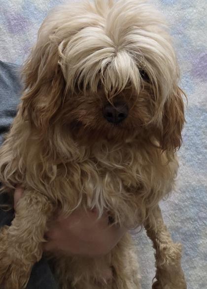 Enlarge Hannah, a Adoptable mixed breed in Malvern, PA image 1/2