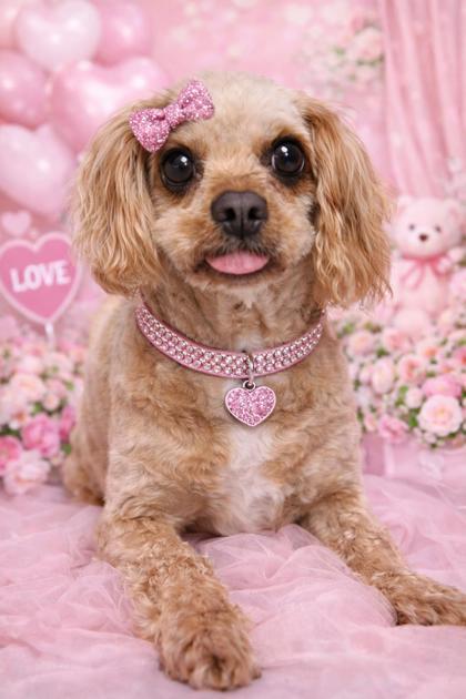 Enlarge Hannah, a Adoptable mixed breed in Malvern, PA image 2/2