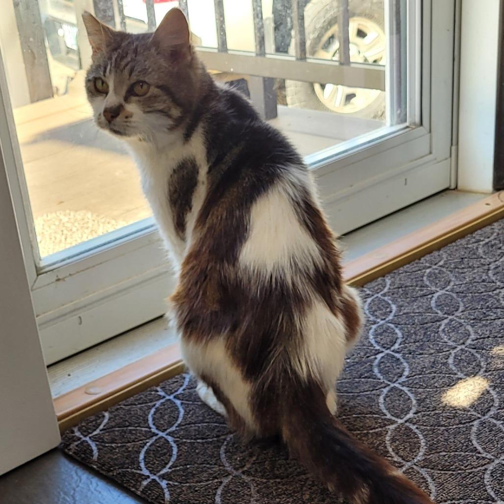 Missy Vegas, Adoptable, Adult Female Domestic Medium Hair.