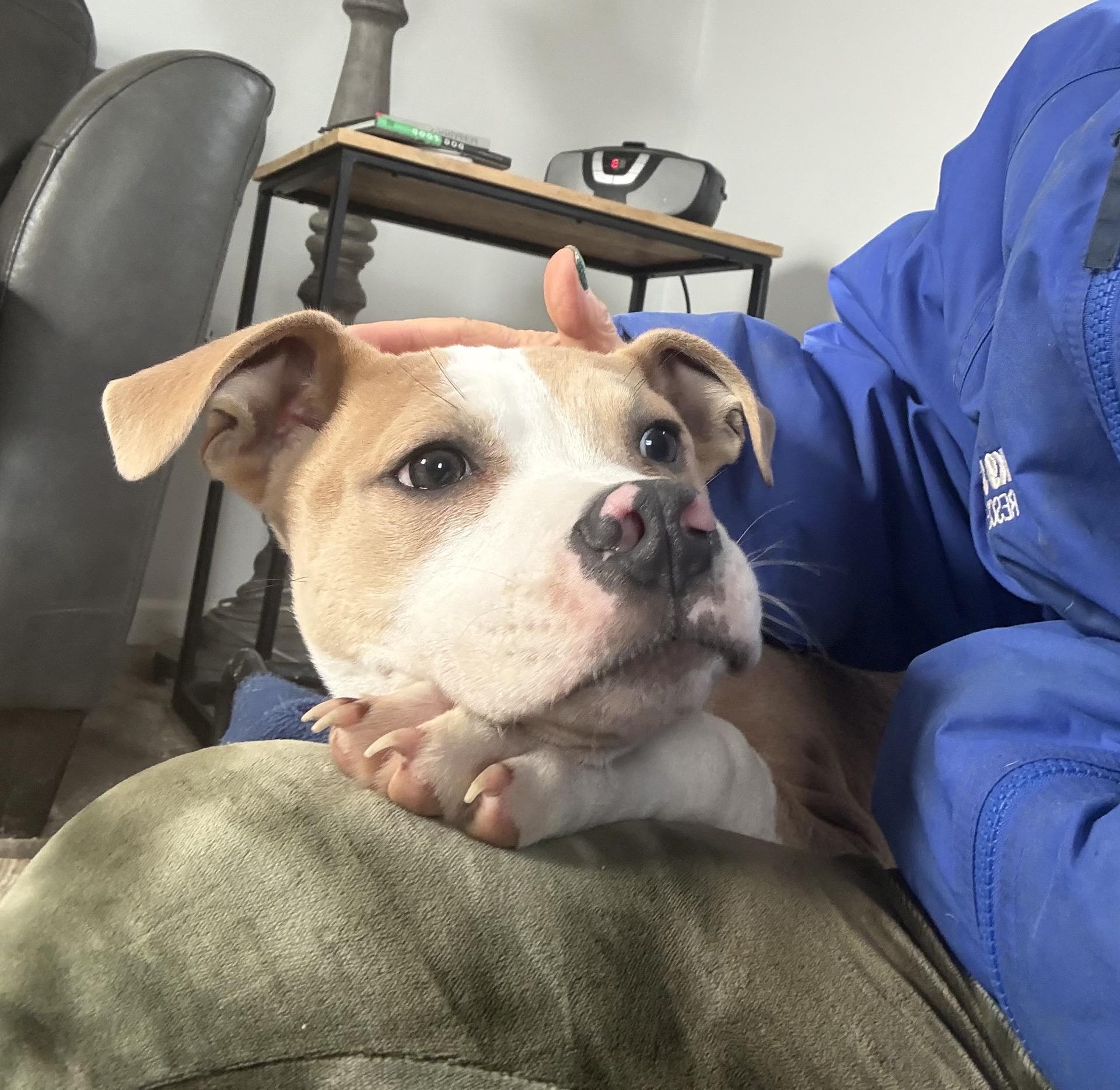 Enlarge Barry, a Adoptable mixed breed in Oxford, MI image 6/6