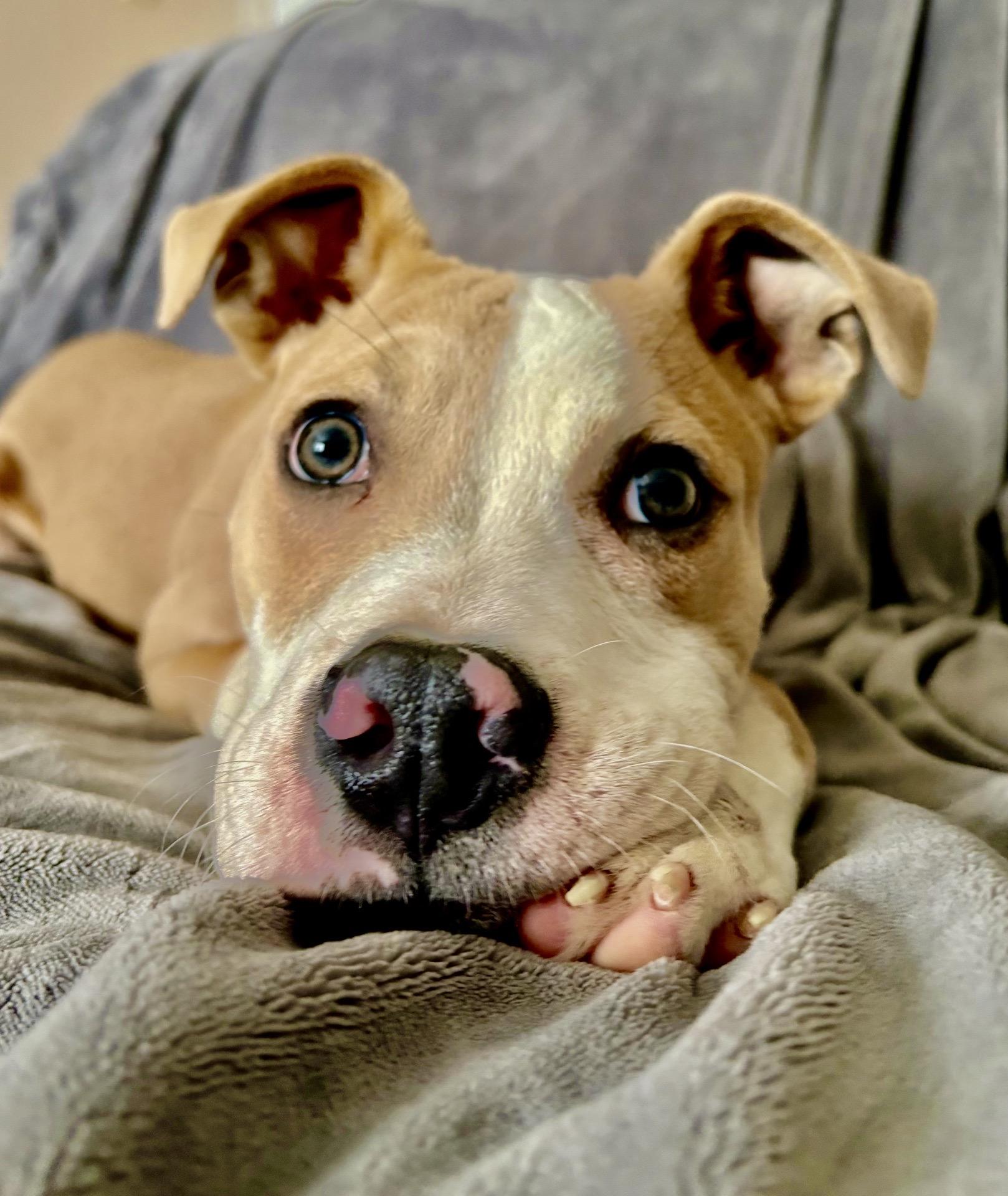 Barry, Adoptable, Puppy Male Pit Bull Terrier & Mixed Breed.