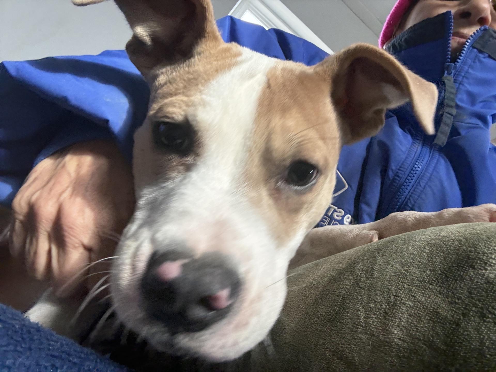 Enlarge Barry, a Adoptable mixed breed in Oxford, MI image 4/6