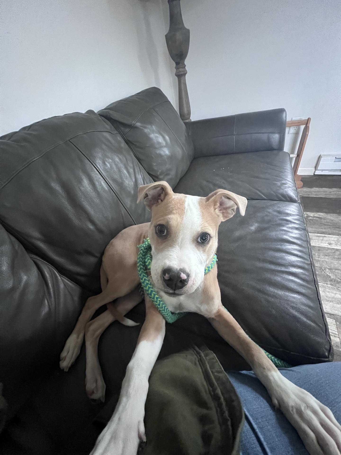 Enlarge Barry, a Adoptable mixed breed in Oxford, MI image 3/6