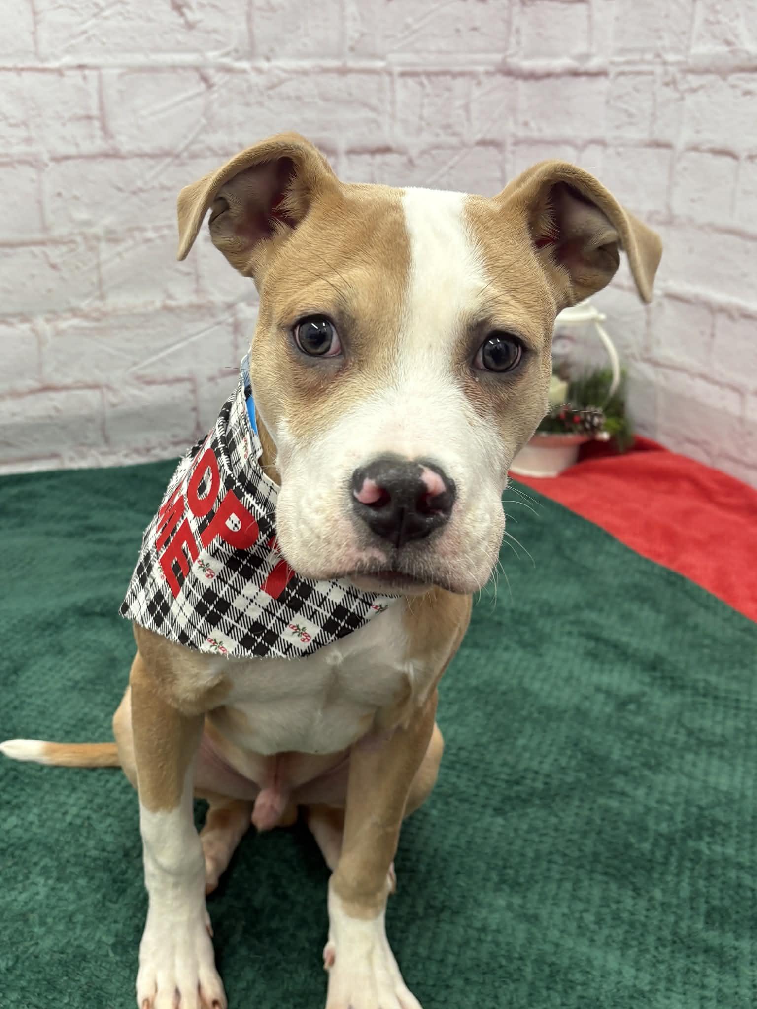 Enlarge Barry, a Adoptable mixed breed in Oxford, MI image 2/6