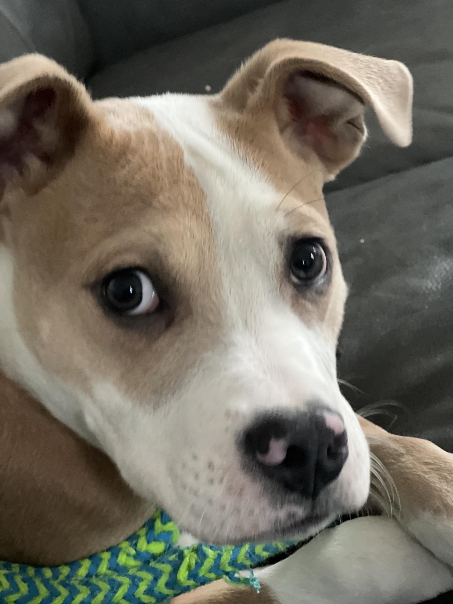 Enlarge Barry, a Adoptable mixed breed in Oxford, MI image 5/6