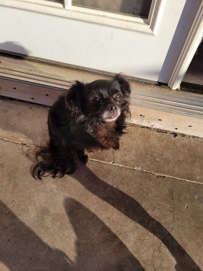 Jazzy, Adopted, Adult Female Chihuahua.