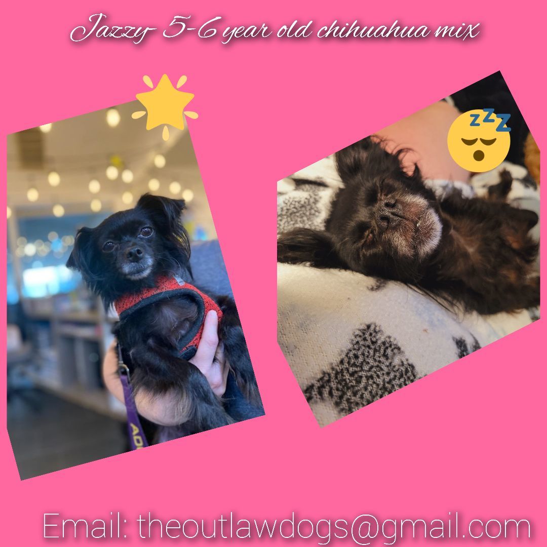 Enlarge Jazzy, a Adopted mixed breed in Santa Ana, CA image 2/3