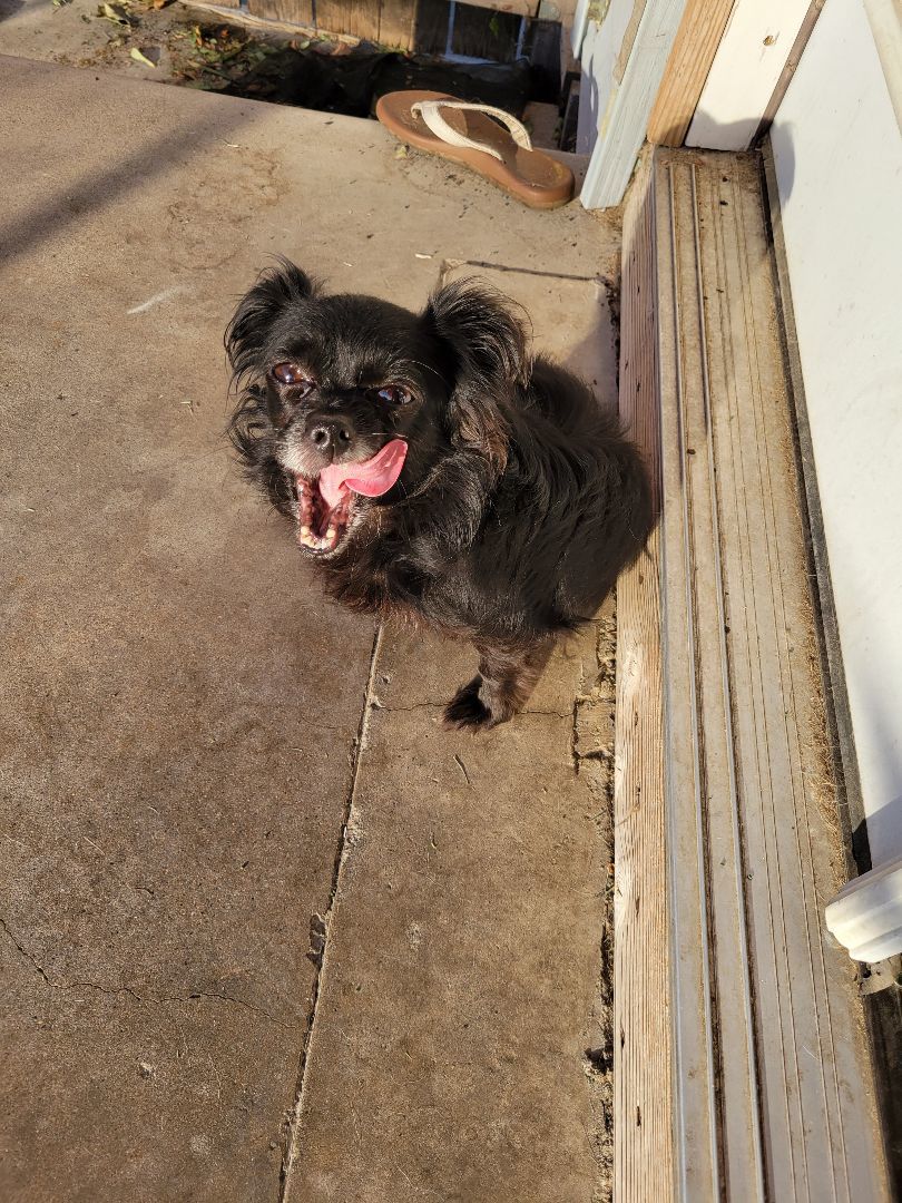 Enlarge Jazzy, a Adopted mixed breed in Santa Ana, CA image 3/3