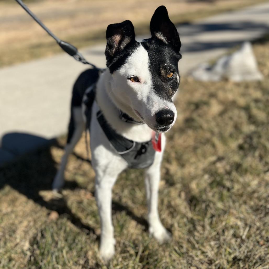 52 (2026) Lola, Adoptable, Adult Female Border Collie & Pit Bull Terrier.