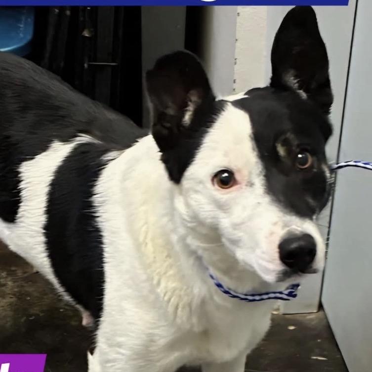 52 (2026) Lola, Adoptable, Adult Female Border Collie & Pit Bull Terrier.