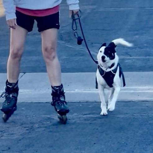 Enlarge 52 (2026) Lola, a Adoptable mixed breed in Parker, CO image 3/6