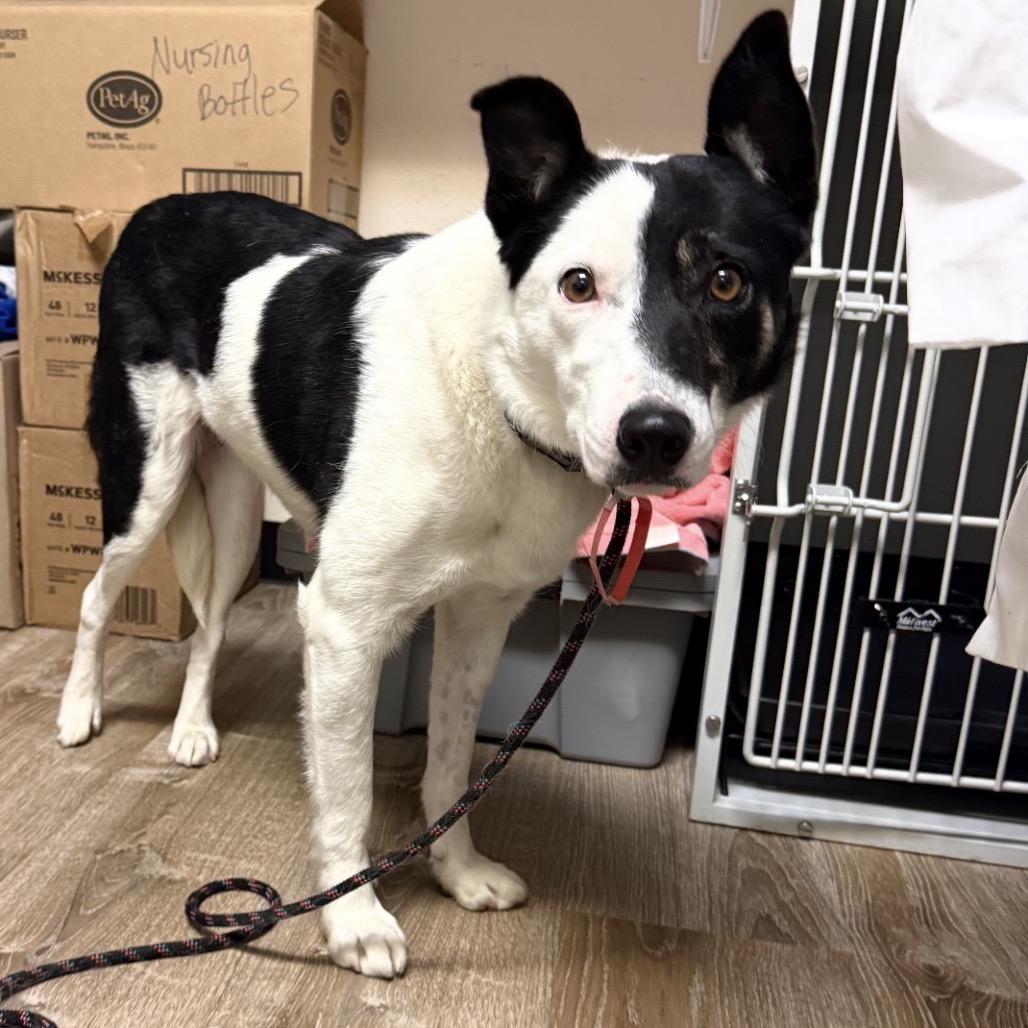 Enlarge 52 (2026) Lola, a Adoptable mixed breed in Parker, CO image 4/6