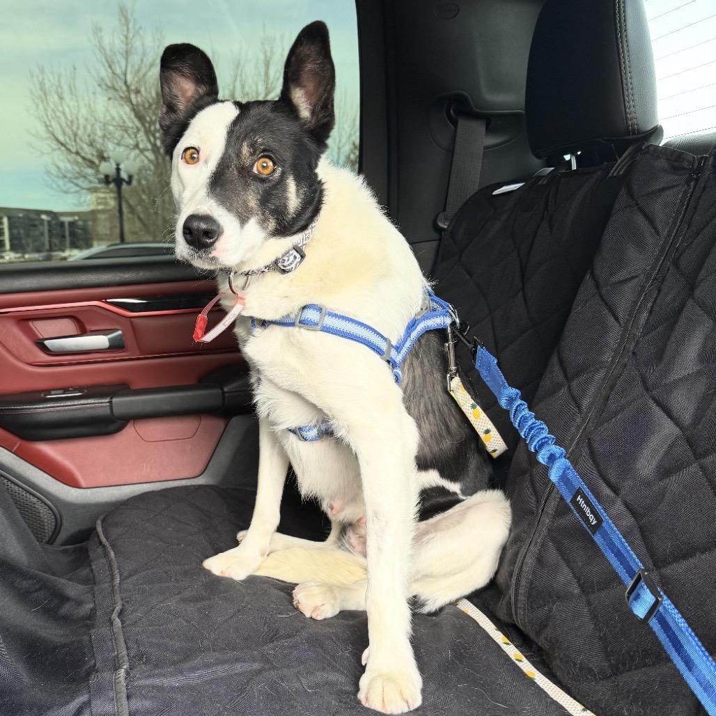 Enlarge 52 (2026) Lola, a Adoptable mixed breed in Parker, CO image 5/6