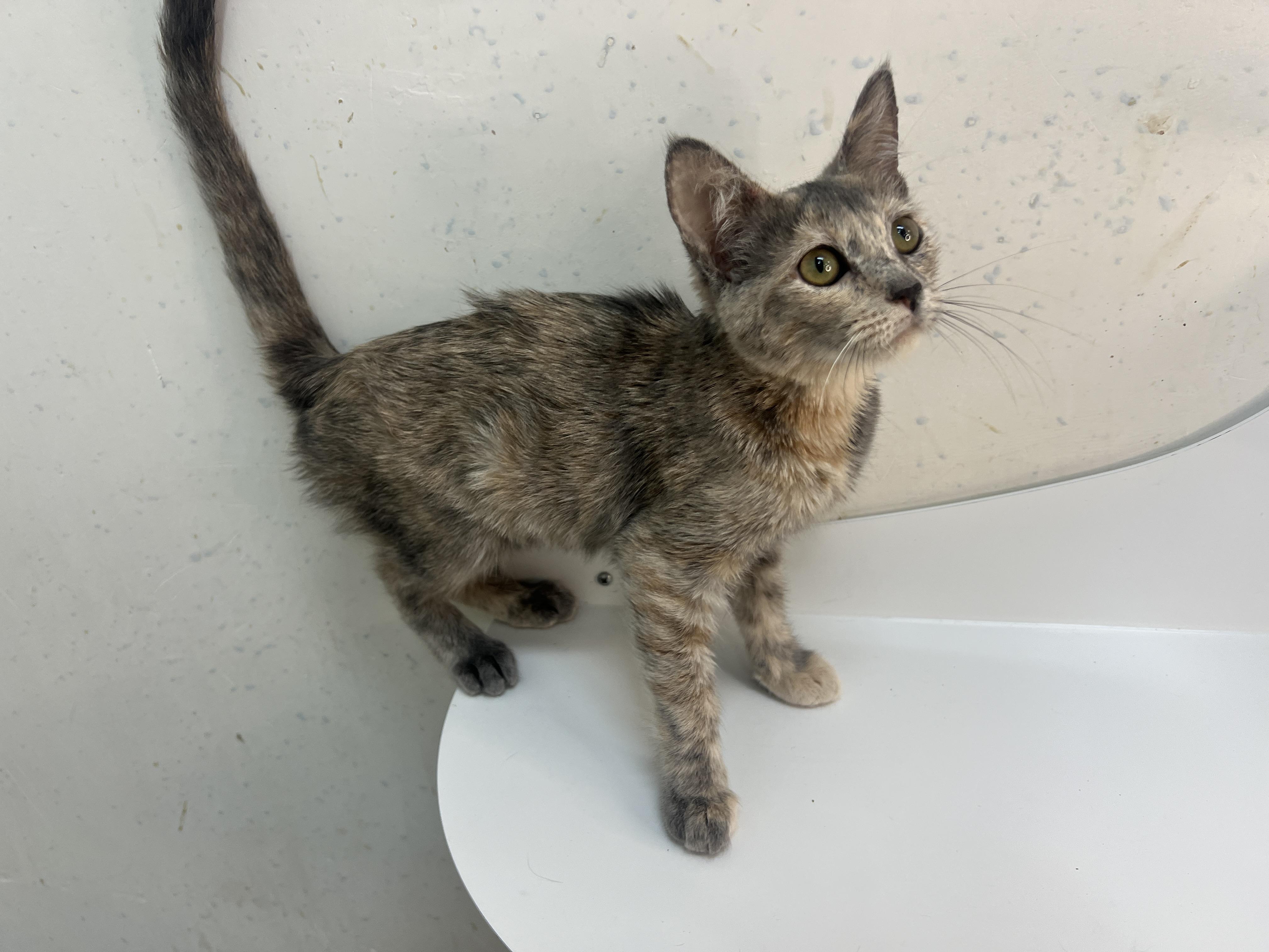 Enlarge Whiskeroni, a Adopted Domestic Short Hair in chino, CA image 3/6