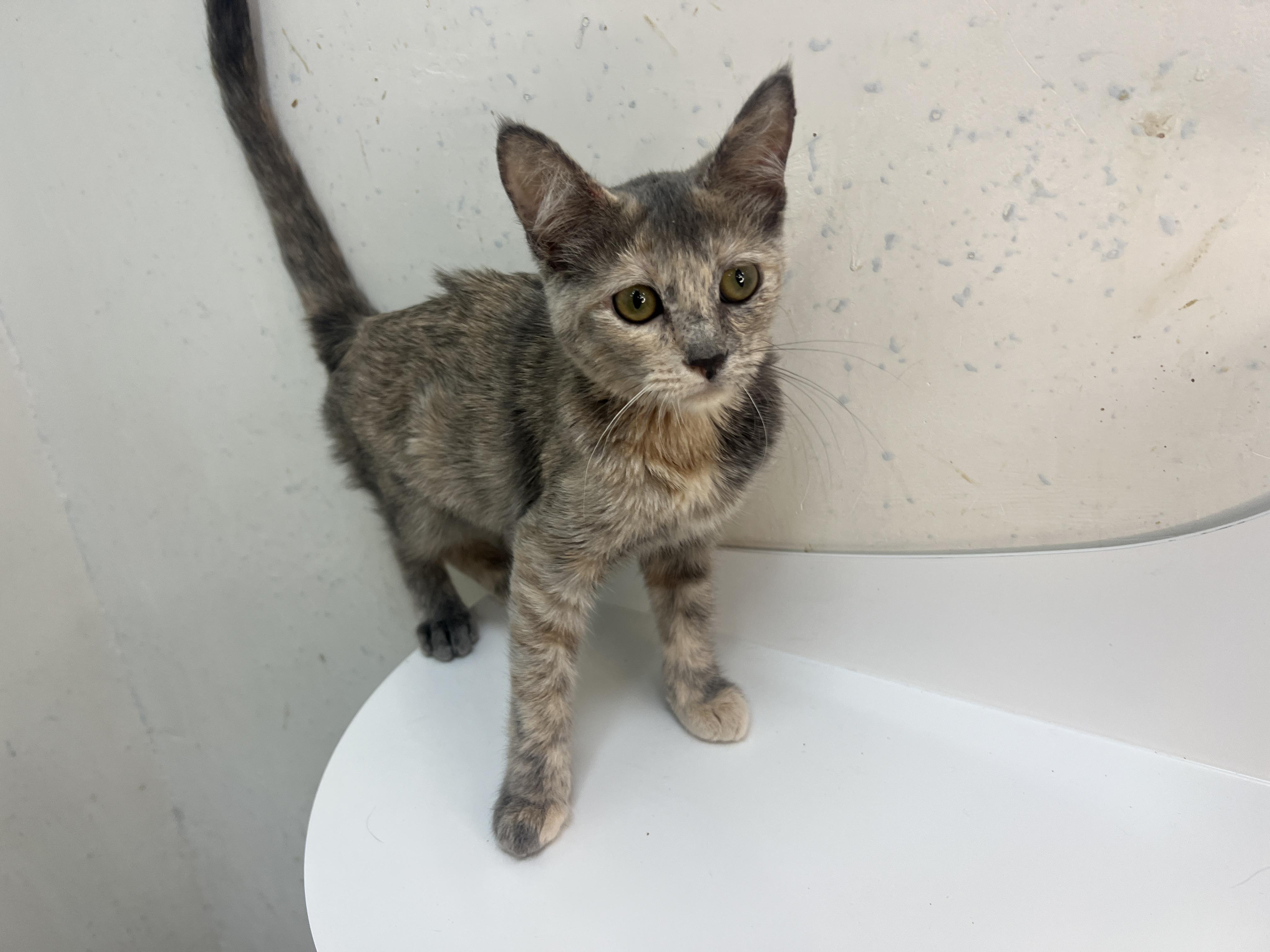 Enlarge Whiskeroni, a Adopted Domestic Short Hair in chino, CA image 5/6