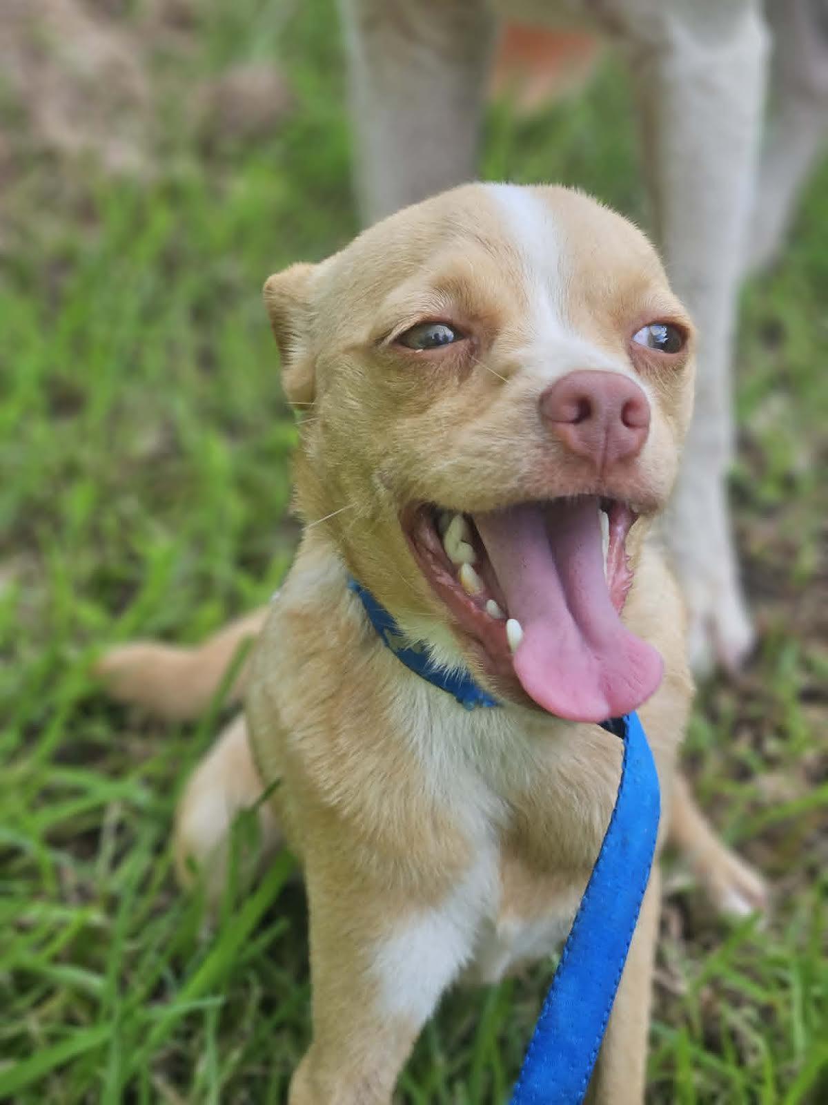 BabyCakes Chi3, Adoptable, Young Female Chihuahua.
