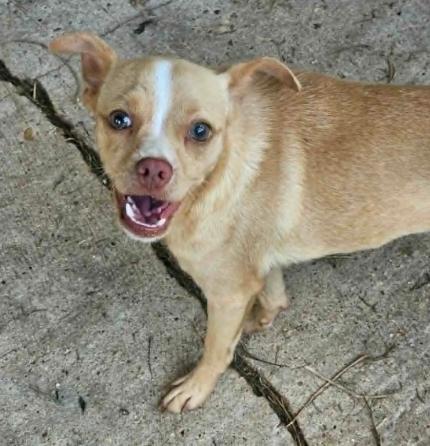 BabyCakes Chi3, a Adoptable Chihuahua in Wakefield, RI image 2/3
