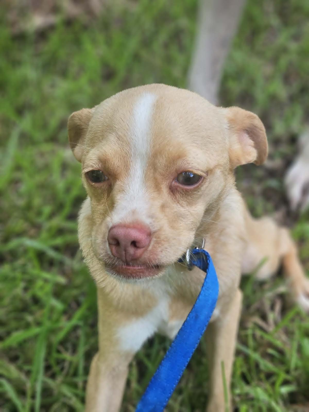 BabyCakes Chi3, a Adoptable Chihuahua in Wakefield, RI image 3/3