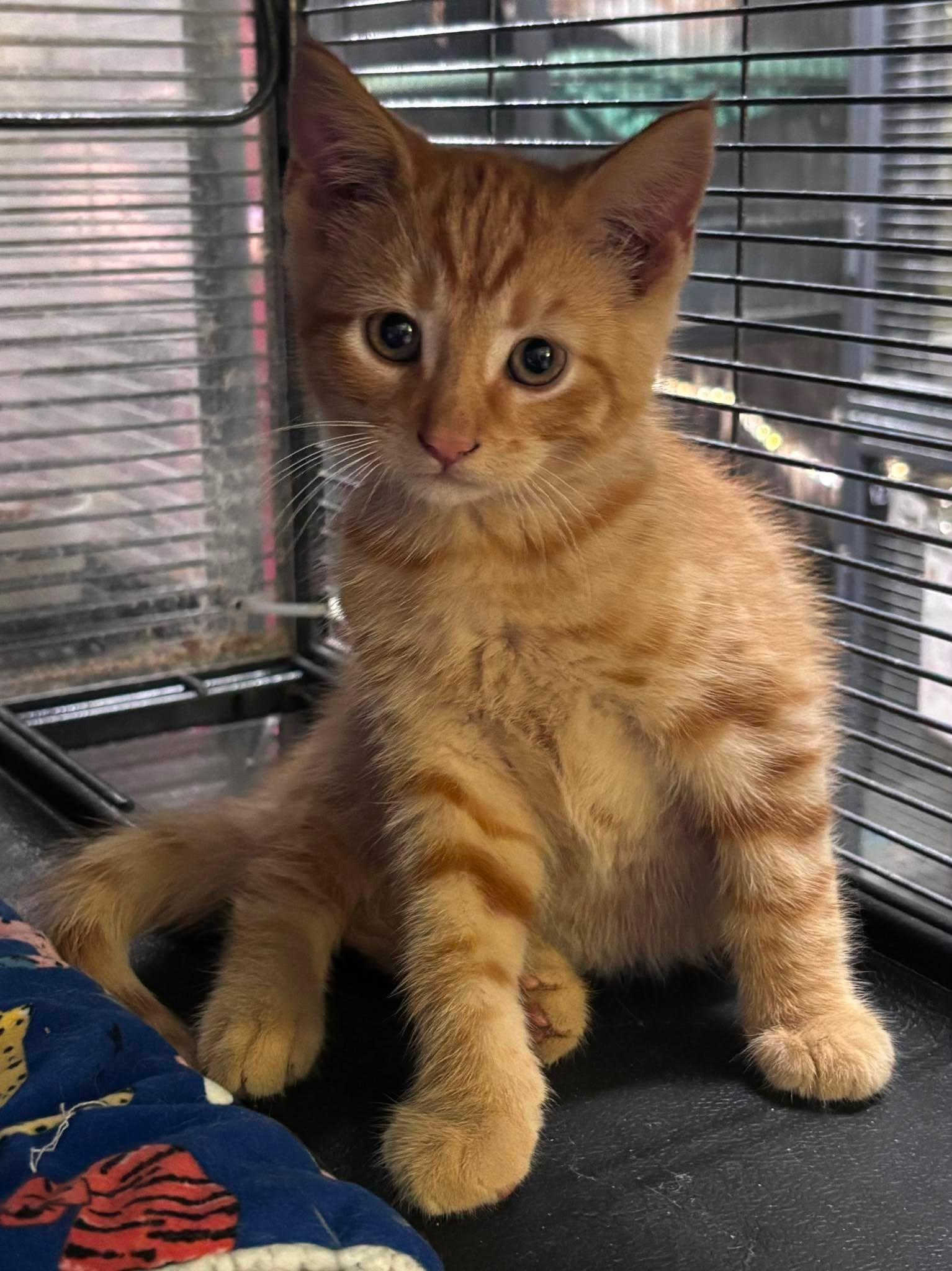 Enlarge FIORIO, an adopted Domestic Short Hair in Tillsonburg, ON image 4/4