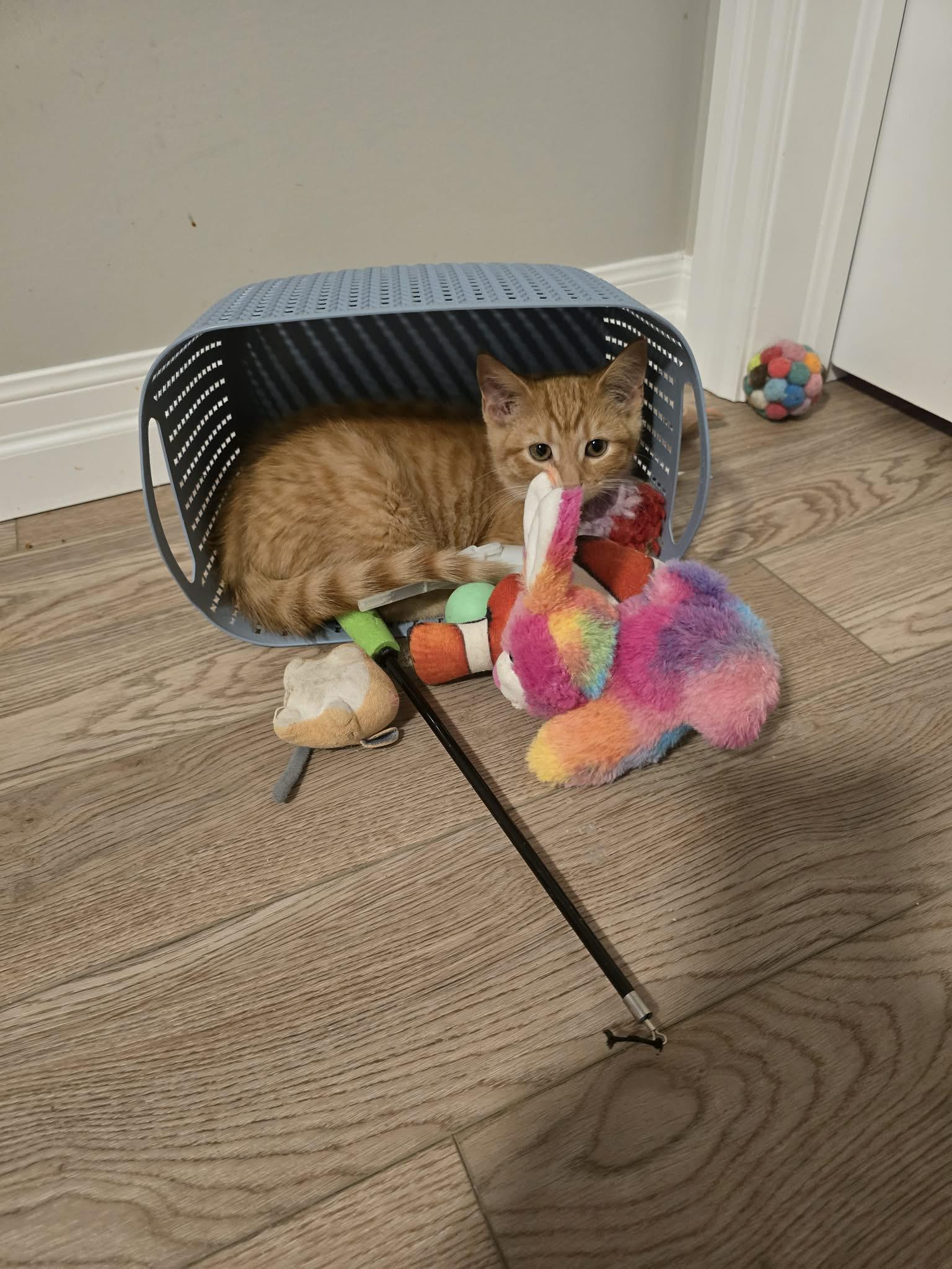 Enlarge FIORIO, an adopted Domestic Short Hair in Tillsonburg, ON image 2/4
