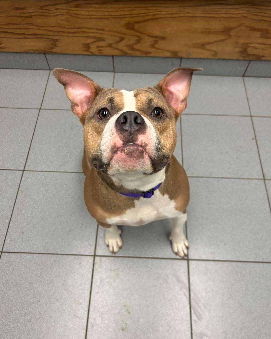 Enlarge Sari, an adopted mixed breed in Buffalo, NY image 1/4