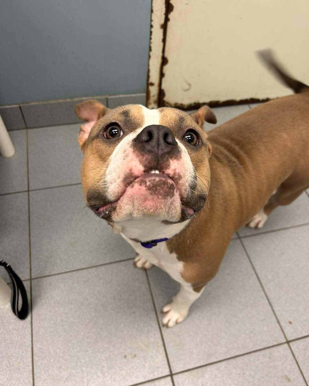 Enlarge Sari, an adopted mixed breed in Buffalo, NY image 3/4