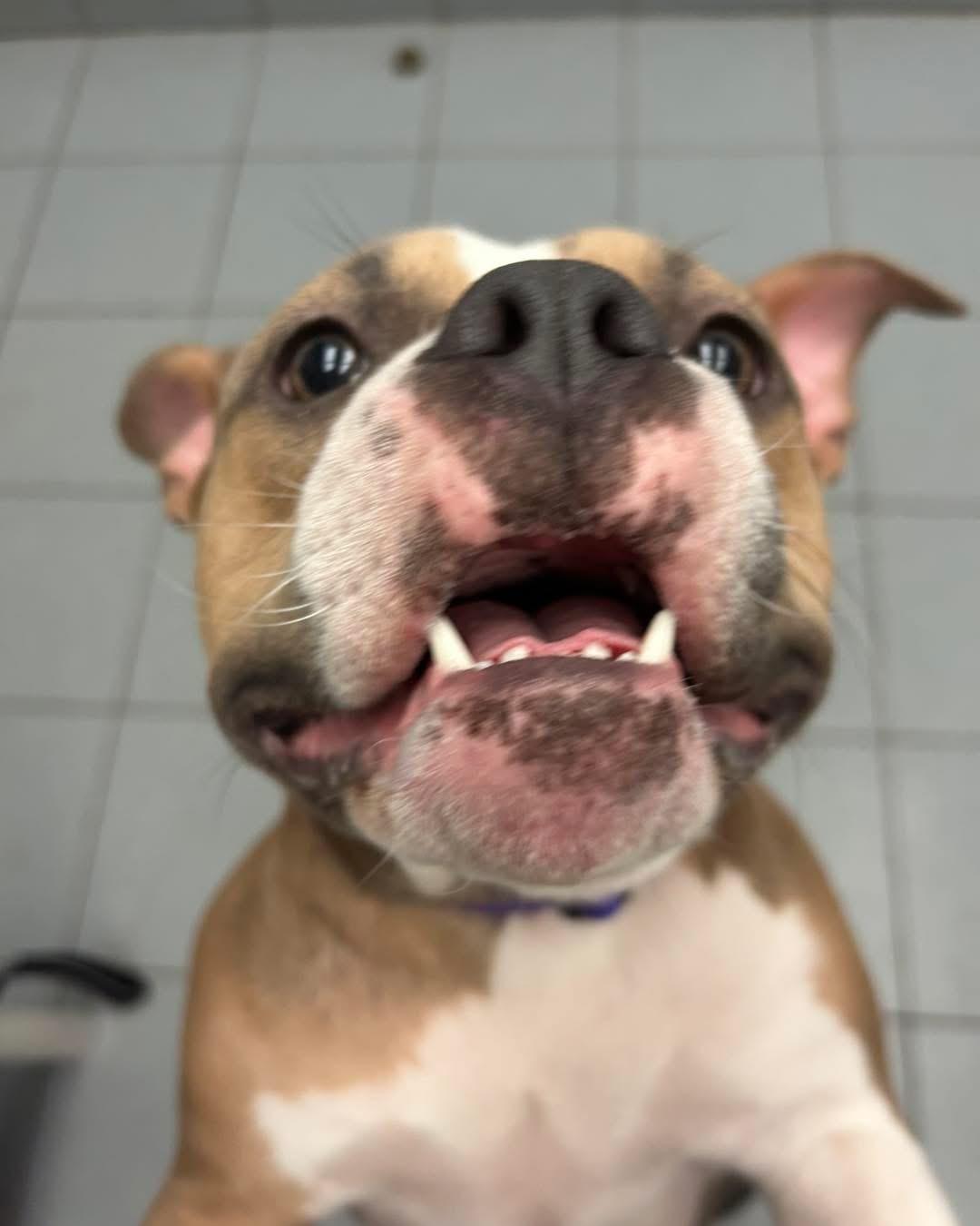 Enlarge Sari, an adopted mixed breed in Buffalo, NY image 4/4