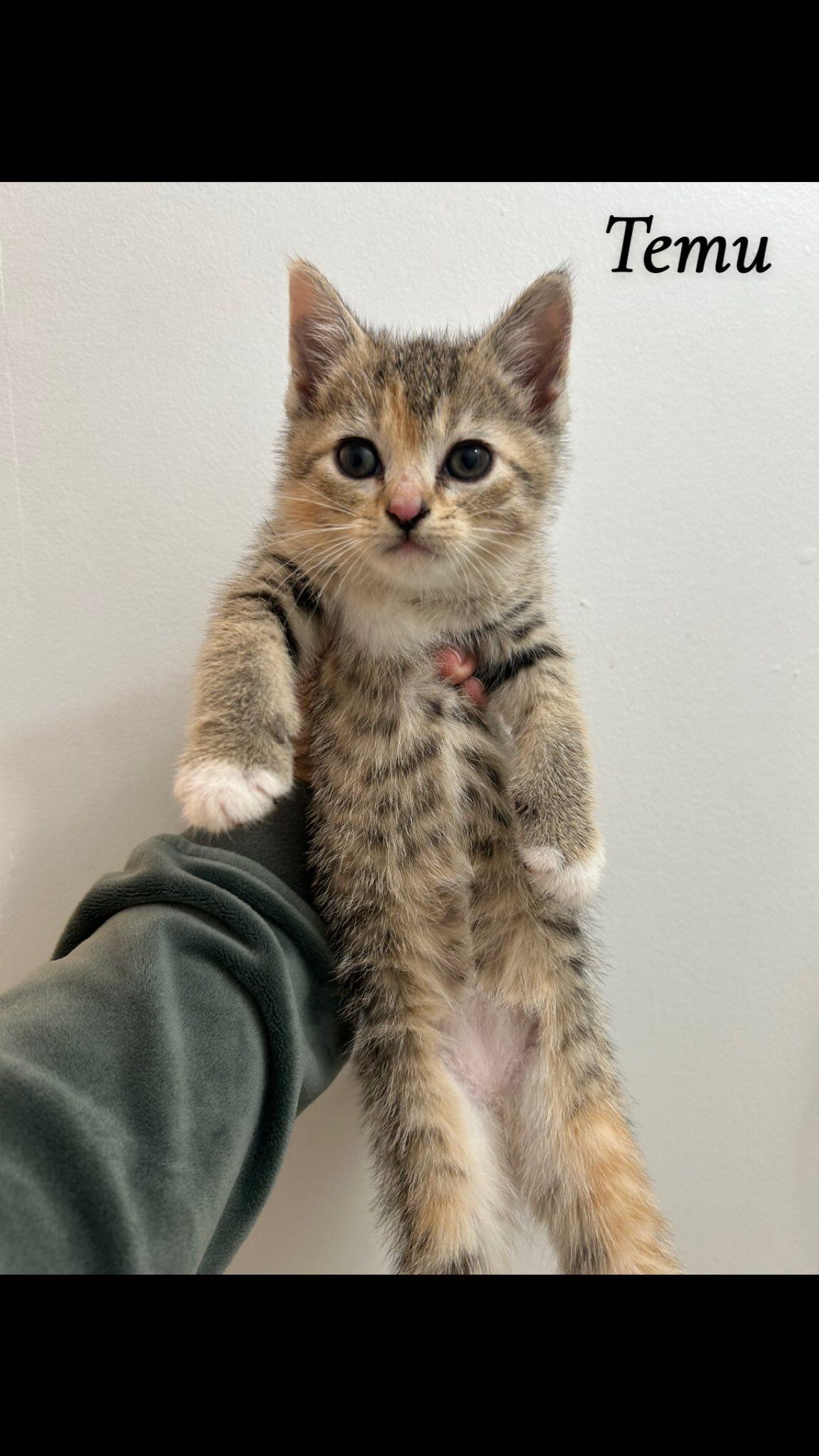 Temu, Baby Female Torbie