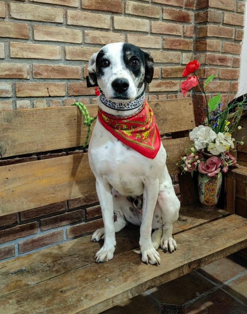 Enlarge Lucas, a Adoptable mixed breed in Wilmington , DE image 6/6